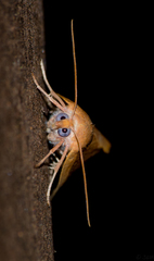 Terpnostola ardescens