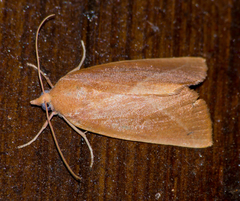 Terpnostola ardescens