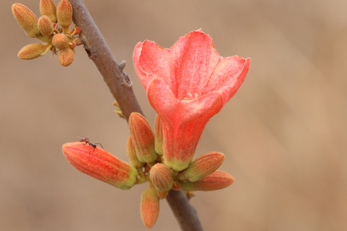 Brachychiton muellerianus Guymer 3