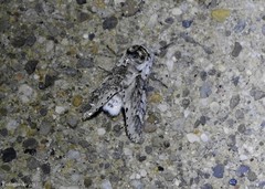 Furcula occidentalis