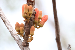 Brachychiton muellerianus