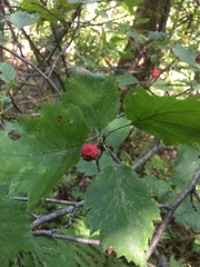 Crataegus schuettei
