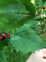 Crataegus schuettei