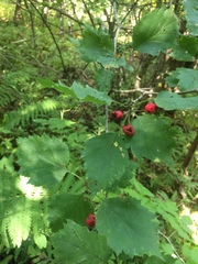 Crataegus schuettei