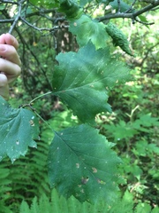 Crataegus schuettei