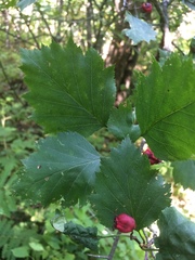 Crataegus schuettei