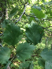 Crataegus schuettei