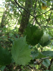 Crataegus schuettei