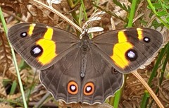 Tisiphone abeona albifascia