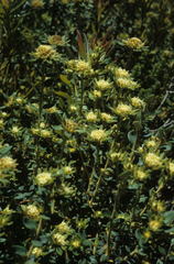Phylica dioica