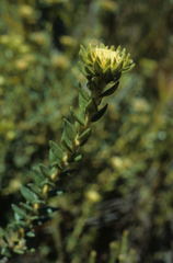 Phylica dioica