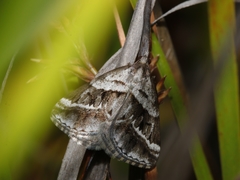 Dichromodes stilbiata