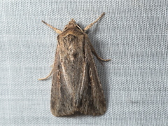 Persectania dyscrita