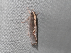 Archaereta dorsivittella