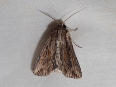 Persectania dyscrita