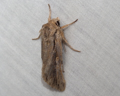 Persectania dyscrita