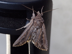 Persectania dyscrita