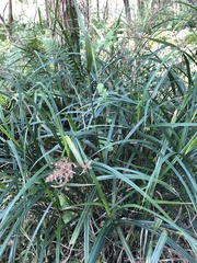 Scleria terrestris