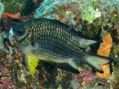 Amblyglyphidodon leucogaster