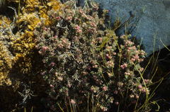 Erica haematocodon