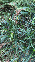 Scleria terrestris