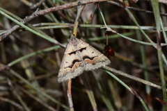 Dichromodes atrosignata