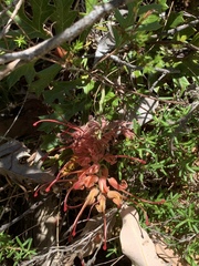 Grevillea bipinnatifida