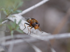 Austalis pulchella