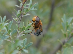 Austalis pulchella