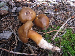 Tricholoma pessundatum