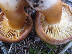 Tricholoma pessundatum