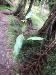 Parsonsia brownii
