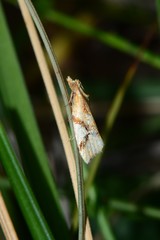 Epitymbia isoscelana