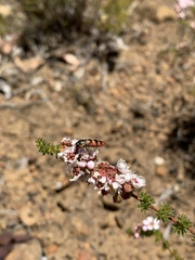 Castiarina pallidiventris