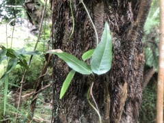 Parsonsia brownii