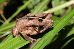 Rhinella castaneotica
