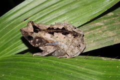 Rhinella castaneotica