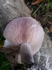 Lepista nuda