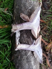 Lepista nuda