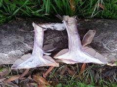Lepista nuda