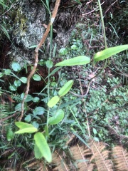 Parsonsia brownii