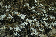 Roella prostrata