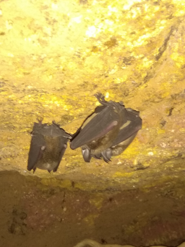 Least Horseshoe Bat