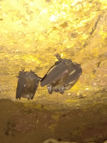 Least Horseshoe Bat