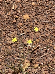 Tricoryne