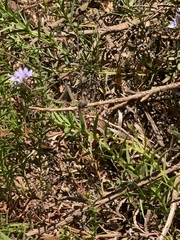 Megachile chrysopyga