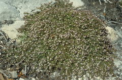 Lobelia eckloniana