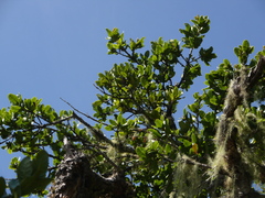 Quercus spinosa