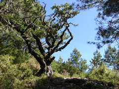 Quercus spinosa