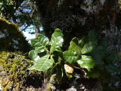 Quercus spinosa